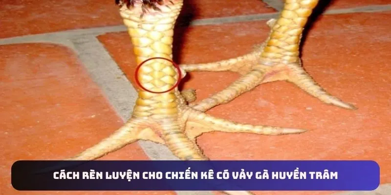 Cách rèn luyện cho chiến kê có vảy gà huyền trâm