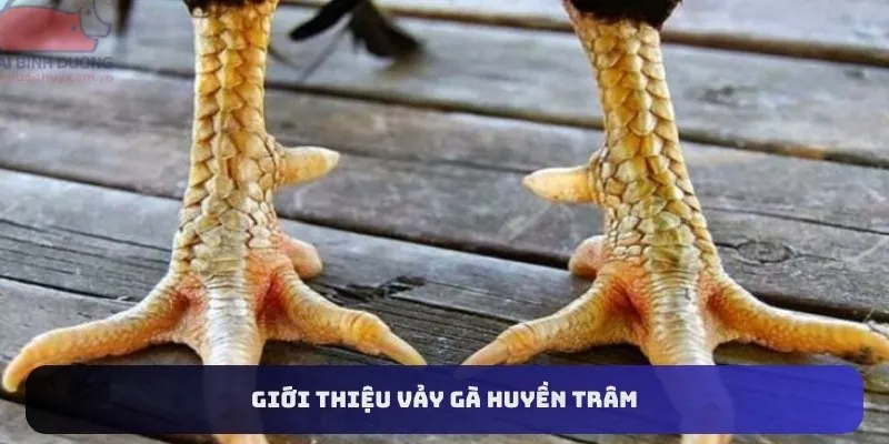 Giới thiệu vảy gà huyền trâm
