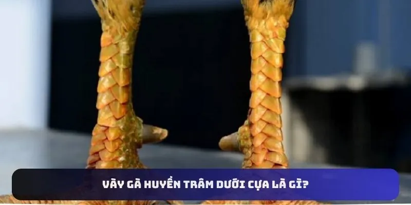 Vày gà huyền trâm dưới cựa là gì?