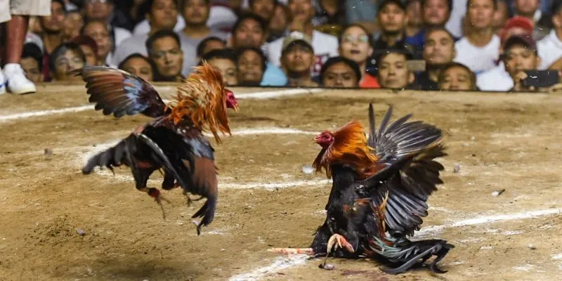 Người chơi đặt cược phù hợp với ngân sách của mình