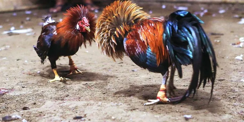 Màu sắc chiến kê có ảnh hưởng tới phong thủy