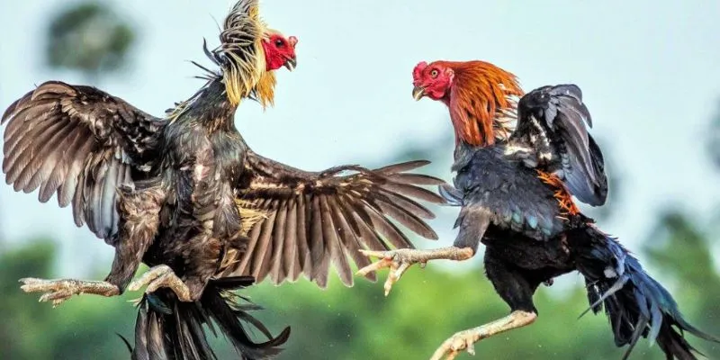 Màu mạng đá gà có tác động đến chiến lược thi đấu