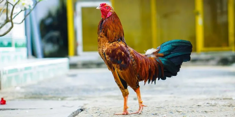 Khái niệm màu mạng đá gà