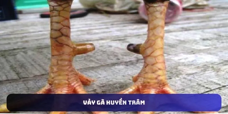 vảy gà huyền trâm 88clb